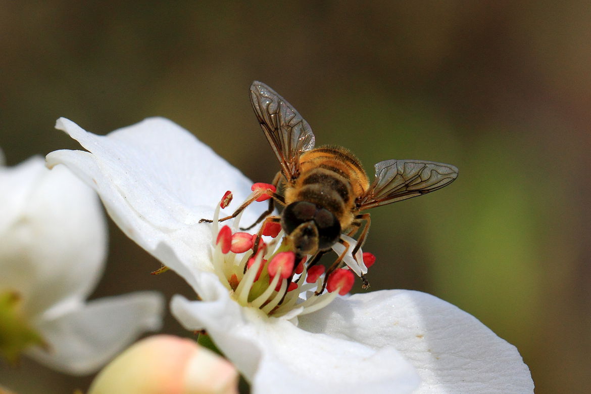 一斤花粉能喂多少蜜蜂(養蜂一般什么時候喂花粉) 一斤花粉能喂多少蜜蜂(養蜂一般什么時候喂花粉)