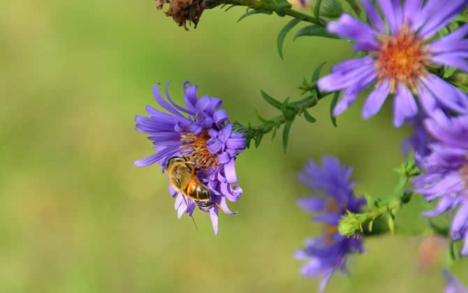 蜜蜂的習(xí)性及發(fā)育過程 蜜蜂的習(xí)性