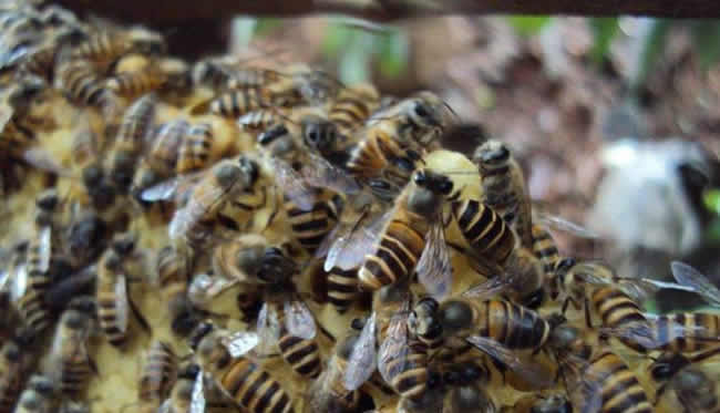 蜜蜂自然分蜂會飛多遠? 蜜蜂自然分蜂會飛多遠?