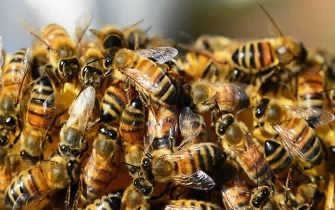 蜂群中的工蜂是公的還是母的? 工蜂
