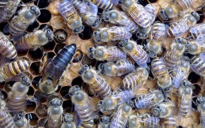 蜂王產(chǎn)卵后還會交尾嗎? 蜂王產(chǎn)卵