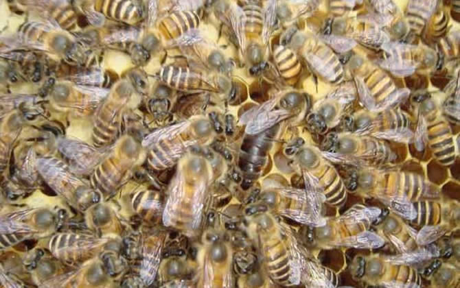 蜂王產(chǎn)卵后還會交尾嗎? 蜂王產(chǎn)卵