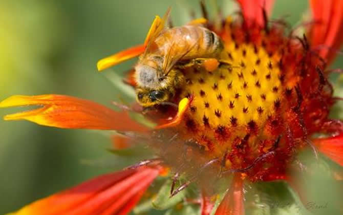 農村土蜜蜂多少錢一箱? 土蜜蜂