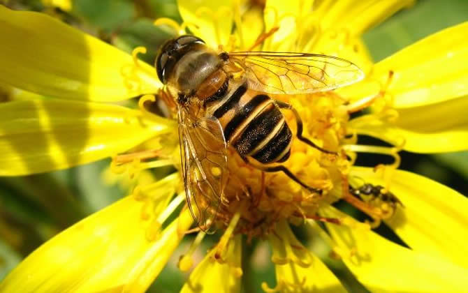 農村土蜜蜂多少錢一箱? 土蜜蜂