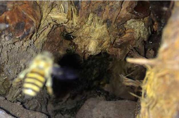 野生蜂蜜是如何采集的(野生蜜蜂窩如何取蜂蜜) 野生蜂蜜是如何采集的(野生蜜蜂窩如何取蜂蜜)