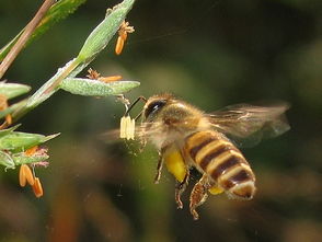 夏天工蜂怠工是什么原因(工蜂為啥不出勤) 夏天工蜂怠工是什么原因(工蜂為啥不出勤)