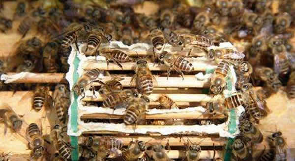 怎樣進(jìn)行人工育王? 怎樣進(jìn)行人工育王?