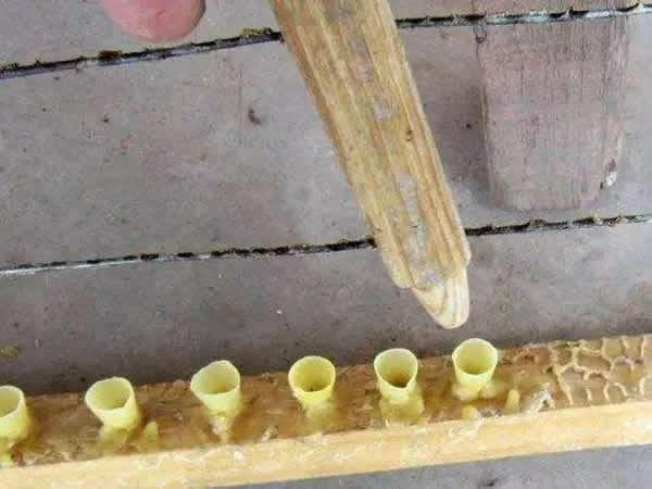 怎樣進(jìn)行人工育王? 怎樣進(jìn)行人工育王?