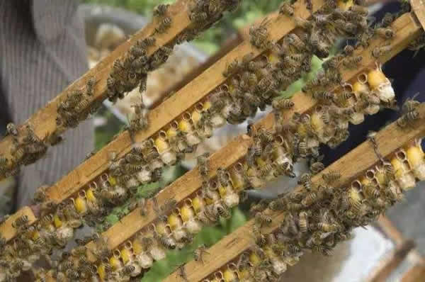 怎樣進(jìn)行人工育王? 怎樣進(jìn)行人工育王?