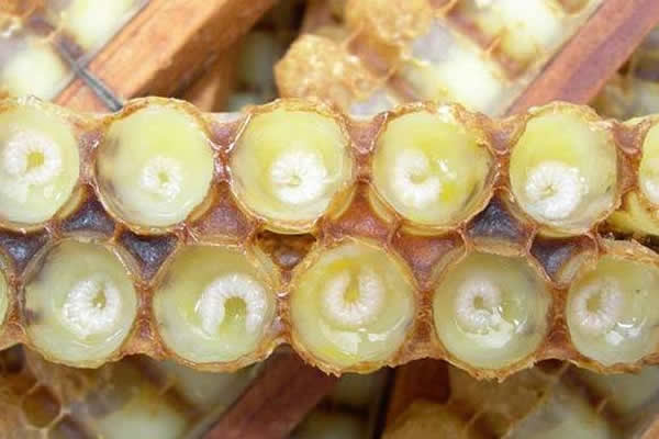 怎樣進(jìn)行人工育王? 怎樣進(jìn)行人工育王?