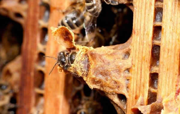 怎樣進(jìn)行人工育王? 怎樣進(jìn)行人工育王?