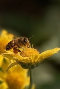?工蜂從卵到成蟲的孵化時(shí)間是什么（蜜蜂卵到成蟲要多久）