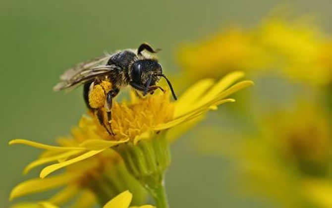蜜蜂是益蟲嗎 蜜蜂是益蟲嗎