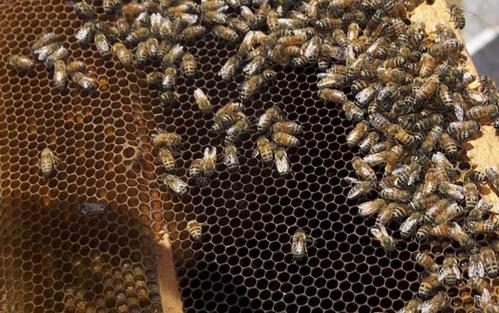 蜜蜂拖蛹出去是為什么 蜜蜂拖蛹出去是為什么