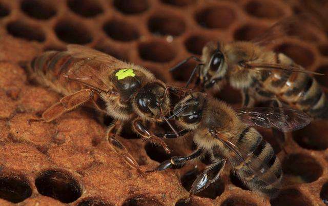 蜜蜂的生活習性有哪些？