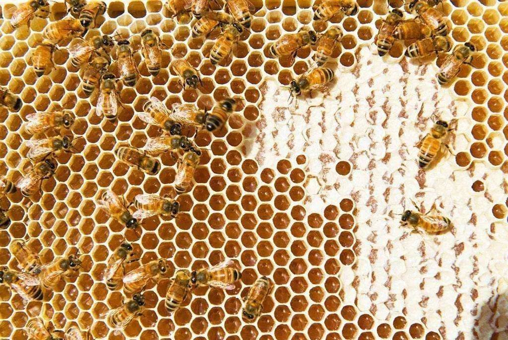 蜜蜂的生活習性有哪些？