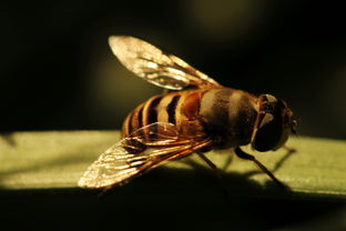 中蜂標準蜂箱55元可以嗎(中蜂蜂箱批發價格50元) 中蜂標準蜂箱55元可以嗎(中蜂蜂箱批發價格50元)