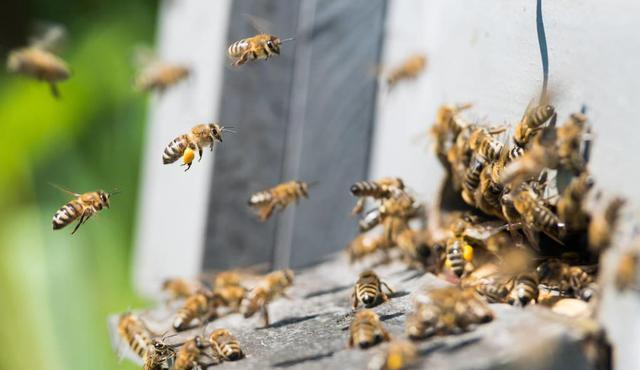 蜜蜂什么時候繁殖快(蜜蜂繁殖季節是什么時候) 蜜蜂什么時候繁殖快(蜜蜂繁殖季節是什么時候)
