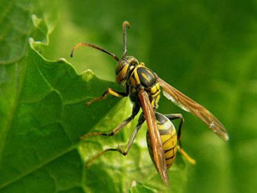 蜂場殘余意蜂收集起來介王可以嗎(養蜂人走后收集散蜂,然后用中蜂王去管理行嗎) 蜂場殘余意蜂收集起來介王可以嗎(養蜂人走后收集散蜂,然后用中蜂王去管理行嗎)