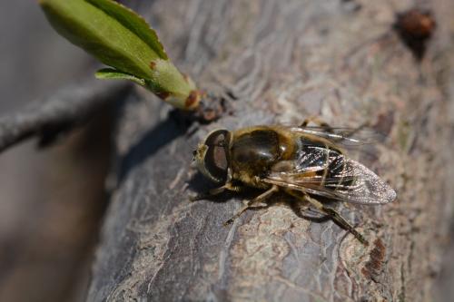 蜂場殘余意蜂收集起來介王可以嗎(養蜂人走后收集散蜂,然后用中蜂王去管理行嗎) 蜂場殘余意蜂收集起來介王可以嗎(養蜂人走后收集散蜂,然后用中蜂王去管理行嗎)