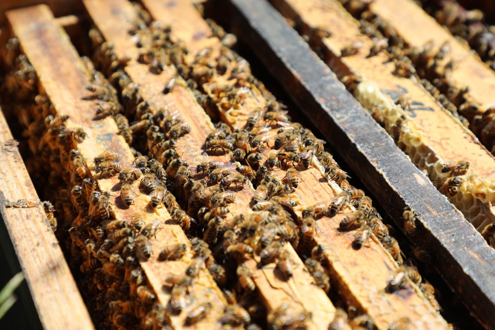 被黑蜂蟄了怎么處理(被黑蜂蟄了消腫止癢的方法) 被黑蜂蟄了怎么處理(被黑蜂蟄了消腫止癢的方法)