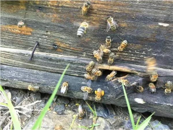 被黑蜂蟄了怎么處理(被黑蜂蟄了消腫止癢的方法) 被黑蜂蟄了怎么處理(被黑蜂蟄了消腫止癢的方法)