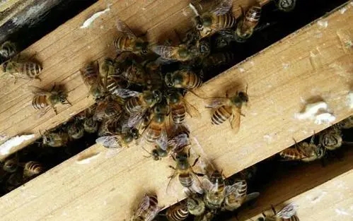 蜜蜂的生命周期有多長 蜜蜂的生命周期有多長