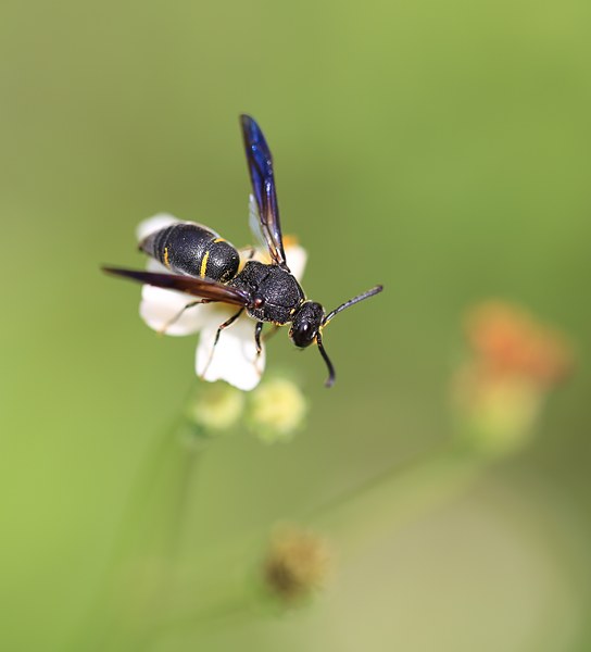 工蜂在蜂群中的作用是什么(工蜂在蜂群中的地位和作用是什么) 工蜂在蜂群中的作用是什么(工蜂在蜂群中的地位和作用是什么)
