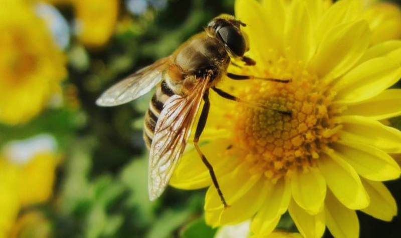 關于蜜蜂的知識有哪些(蜜蜂有什么特性) 關于蜜蜂的知識有哪些(蜜蜂有什么特性)