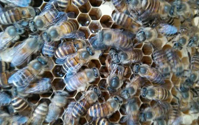 散落的蜜蜂是怎么找到蜂王(怎么從蜂群中找到蜂王) 怎么找到蜂王