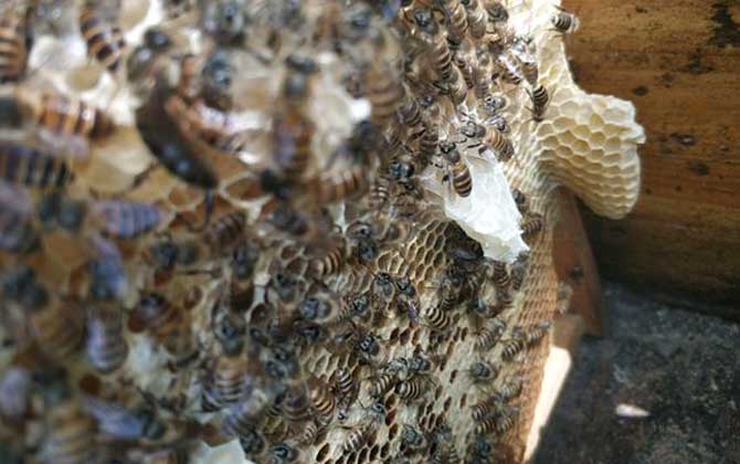 工蜂產(chǎn)卵可以育王嗎(有王群會工蜂產(chǎn)卵嗎) 工蜂產(chǎn)卵可以育王嗎(有王群會工蜂產(chǎn)卵嗎)