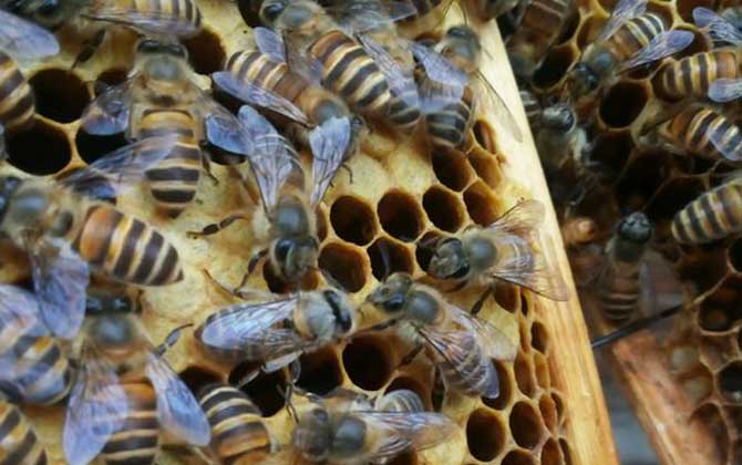 工蜂產(chǎn)卵可以育王嗎(有王群會工蜂產(chǎn)卵嗎) 工蜂產(chǎn)卵可以育王嗎(有王群會工蜂產(chǎn)卵嗎)