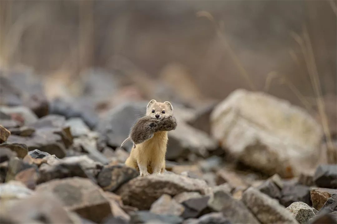 帕米爾高原的香鼬為何散發一種香氣? 新疆帕米爾高原發現香鼬,不足1斤,敢捕食比自己重100倍的盤羊