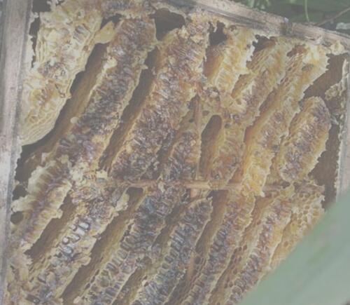 養(yǎng)野蜂的技巧與注意事項(養(yǎng)野蜂怎么養(yǎng)) 養(yǎng)野蜂的技巧與注意事項(養(yǎng)野蜂怎么養(yǎng))