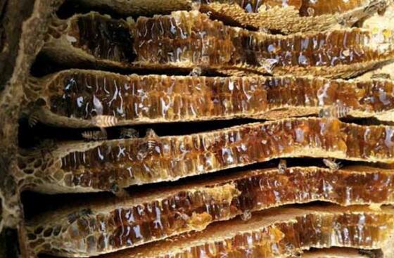 養(yǎng)野蜂的技巧與注意事項(養(yǎng)野蜂怎么養(yǎng)) 養(yǎng)野蜂的技巧與注意事項(養(yǎng)野蜂怎么養(yǎng))