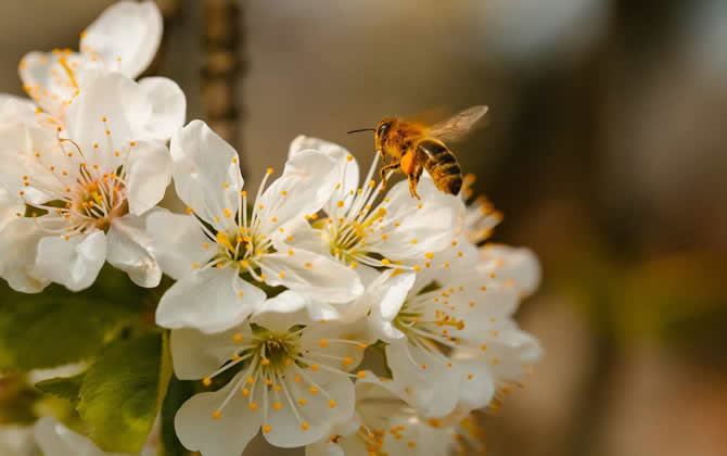 蜜蜂養(yǎng)殖怎么控制分蜂熱現(xiàn)象? 分蜂熱