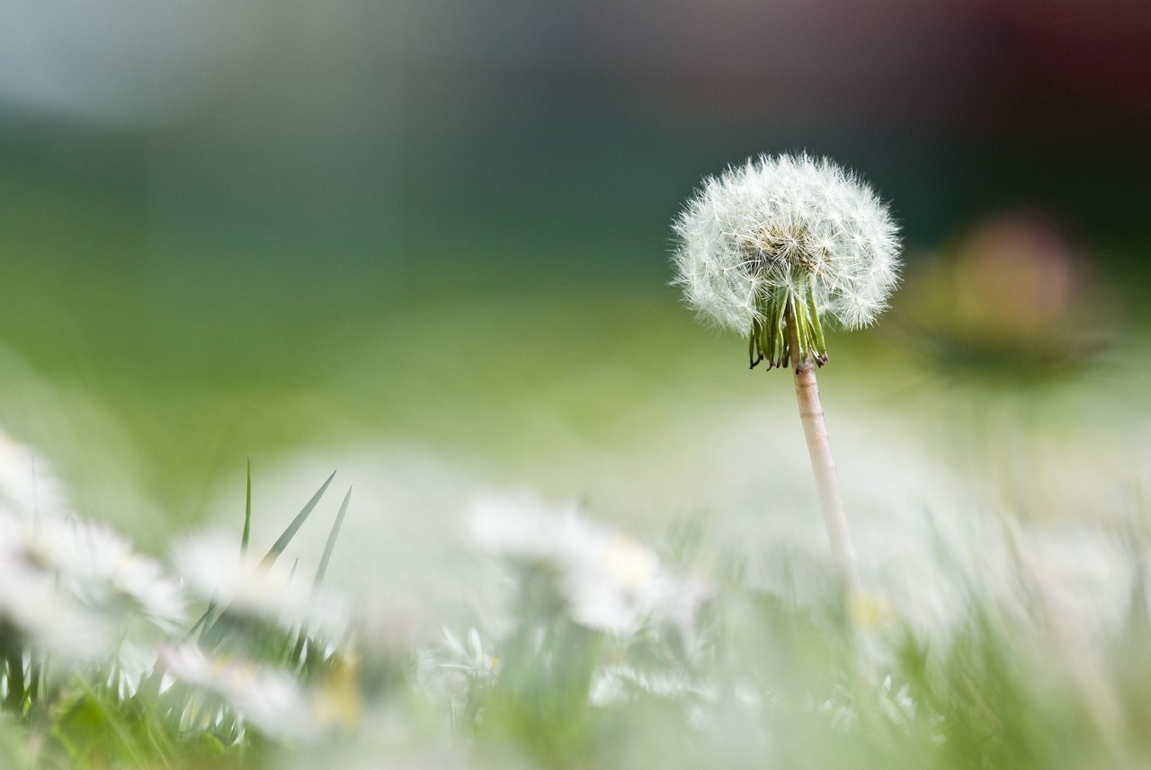 蒲公英開花時間是幾點（蒲公英的功效與作用）
