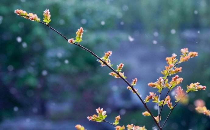 蜂群發展過弱怎么辦？