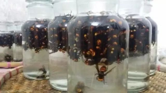 胡蜂酒的功效與作用（胡蜂酒有哪幾種功效）