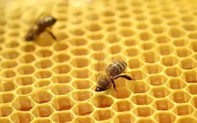 為什么蜜蜂的家是六角形(蜜蜂的蜂巢為什么是六邊形的) 為什么蜜蜂的家是六角形(蜜蜂的蜂巢為什么是六邊形的)