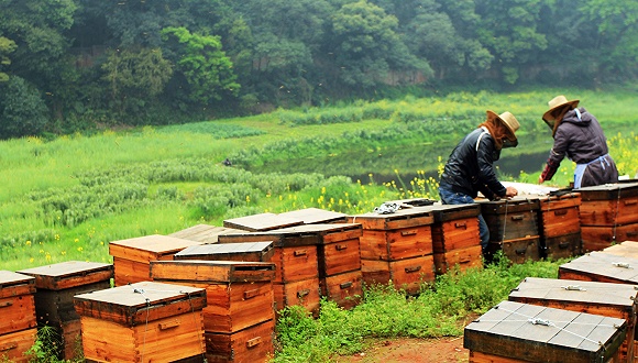 在農(nóng)村養(yǎng)蜜蜂要花多少錢(農(nóng)村養(yǎng)蜂成本) 在農(nóng)村養(yǎng)蜜蜂要花多少錢(農(nóng)村養(yǎng)蜂成本)