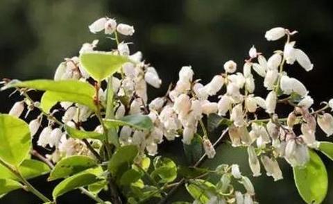 江西主要蜜源植物(江西省蜜蜂主要蜜源的介紹) 江西主要蜜源植物(江西省蜜蜂主要蜜源的介紹)