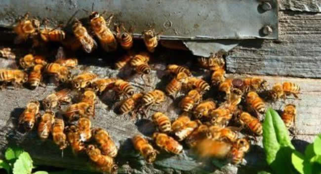 【蜜蜂知識】如何進行人工分蜂? 【蜜蜂知識】如何進行人工分蜂?