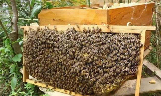 【蜜蜂知識】如何進行人工分蜂? 【蜜蜂知識】如何進行人工分蜂?