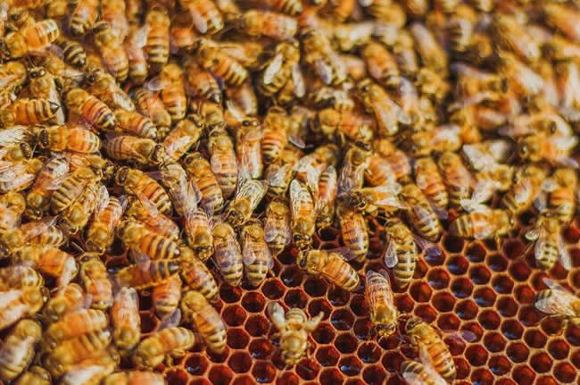 【蜜蜂知識】如何進行人工分蜂? 【蜜蜂知識】如何進行人工分蜂?