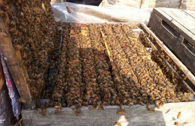 【蜜蜂知識】如何進行人工分蜂? 【蜜蜂知識】如何進行人工分蜂?