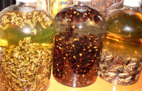 蜂蛹酒的功效與作用(蜂蛹的營養價值和蜂蛹酒的適宜人群) 蜂蛹酒的功效與作用(蜂蛹的營養價值和蜂蛹酒的適宜人群)