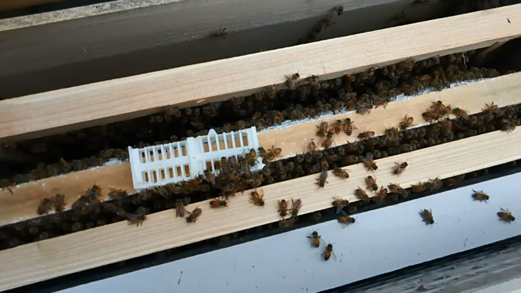 怎樣能讓工蜂停止產(chǎn)卵(如何制止工蜂產(chǎn)卵) 怎樣能讓工蜂停止產(chǎn)卵(如何制止工蜂產(chǎn)卵)