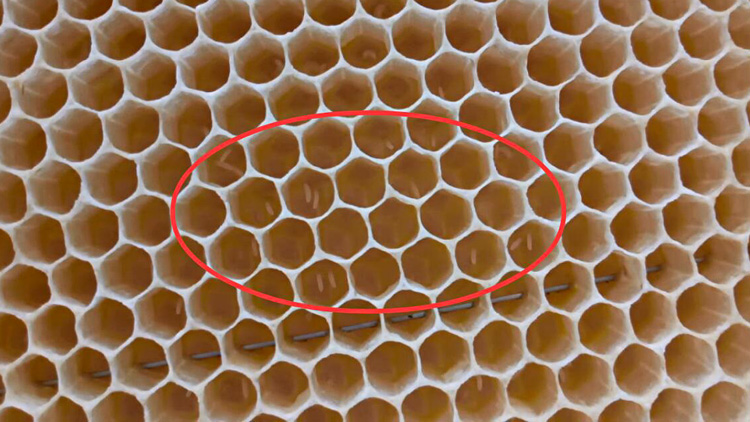 怎樣能讓工蜂停止產(chǎn)卵(如何制止工蜂產(chǎn)卵) 怎樣能讓工蜂停止產(chǎn)卵(如何制止工蜂產(chǎn)卵)