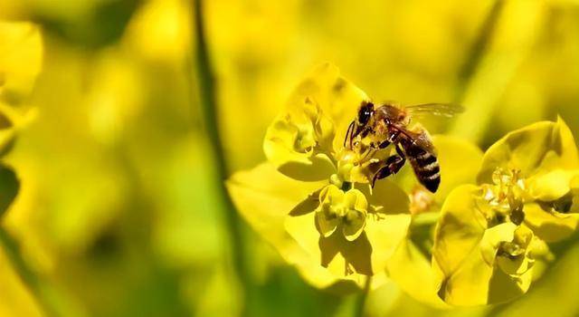 2022年養蜂前景如何(2022年養蜂市場前景分析) 2022年養蜂前景如何(2022年養蜂市場前景分析)